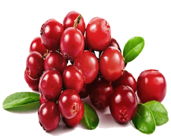 Cranberry