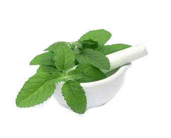 Basil 