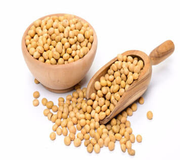 Soybean