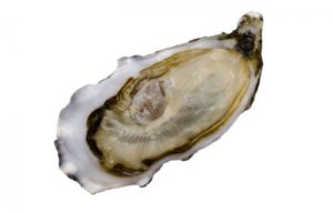 Oysters