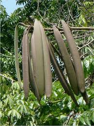 Oroxylum indicum